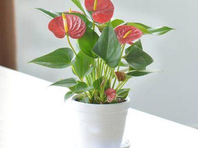 Mệnh Hỏa nên trồng 6 loại cây này để vượng vận, phát tài